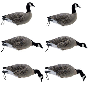 LIVE Full Body Lesser Canada Geese - 6 Pack