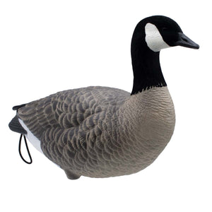 LIVE Full Body Lesser Canada Geese - 6 Pack