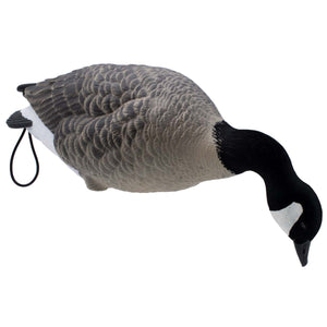 LIVE Full Body Lesser Canada Geese - 6 Pack