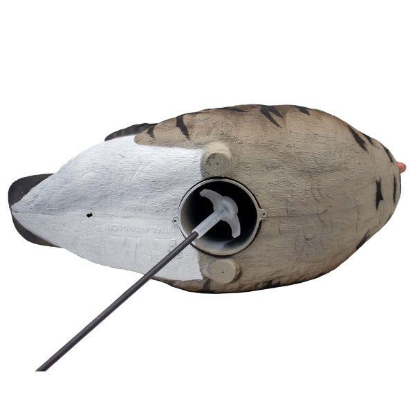 Live Full Body Specklebelly Decoys - Goose Decoys | Final Approach