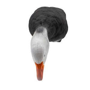 Live Full Body Blue Geese