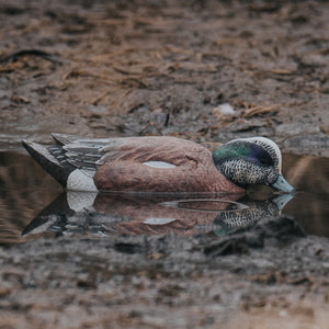 Live Floating Wigeons